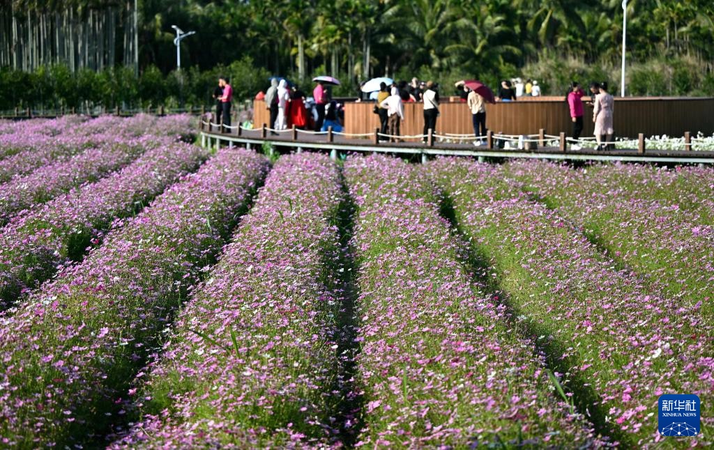 博鳌花开迎客来 博鳌花开迎客来