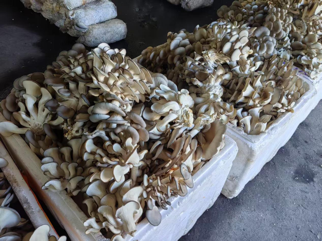 图片5.png 图片5.png