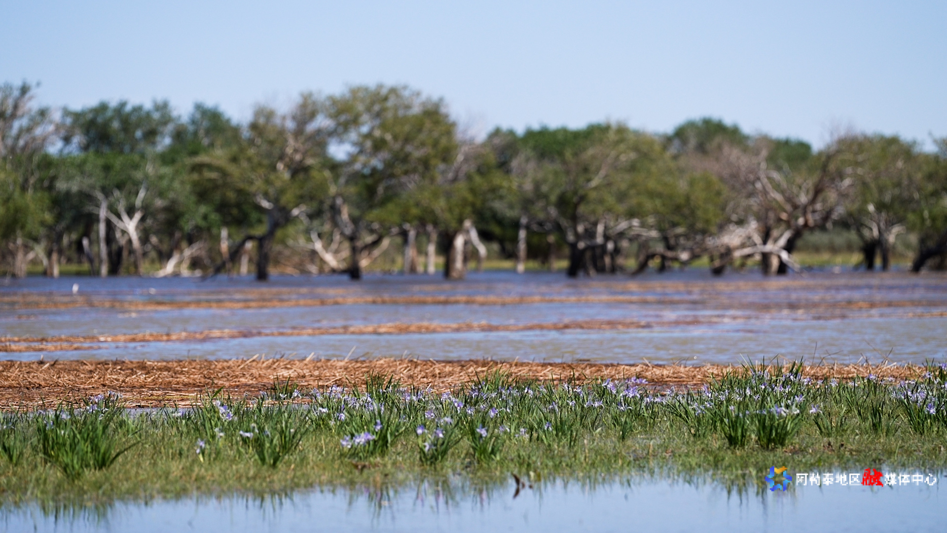 mmexport1748338173957