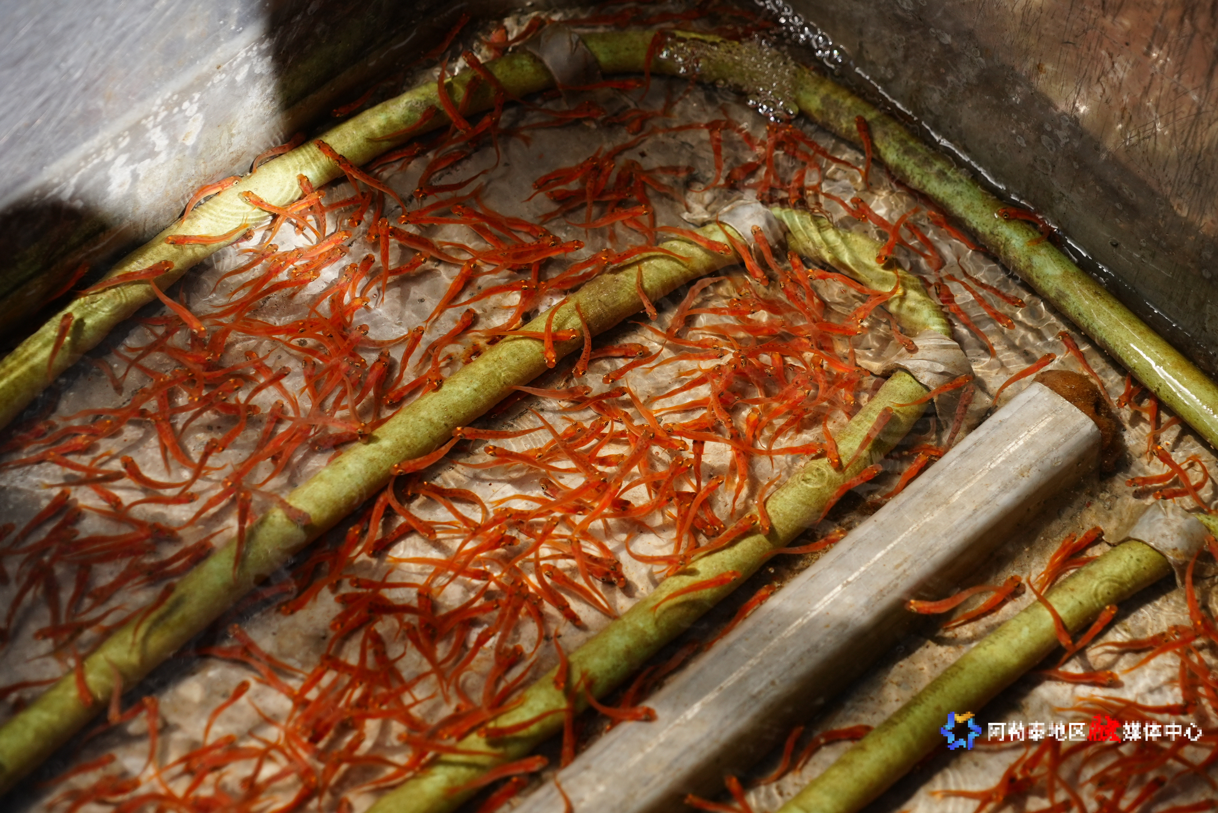 mmexport1752490473942